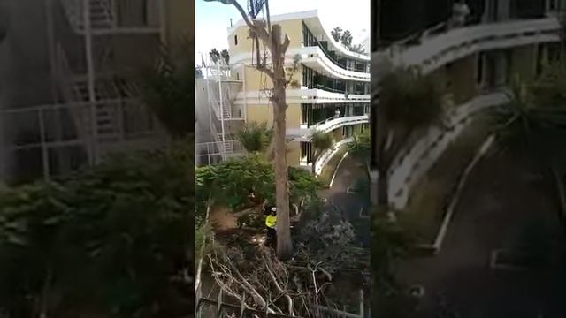 Tala de Grevillea Robusta смотреть онлайн