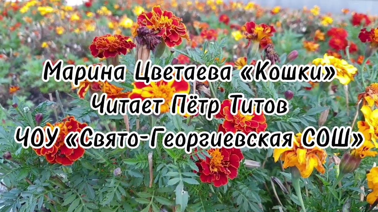 Марина Цветаева «Кошки». Читает Петр Титов смотреть онлайн