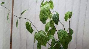 Почему не цветет клеродендрум?