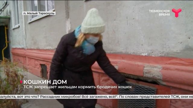 ТСЖ запрещает жильцам кормить бродячих кошек | Тюмень смотреть онлайн