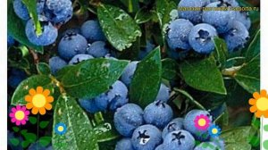 Голубика высокорослая Чантиклер. Краткий обзор, описание vaccinium corymbosum Chanticleer