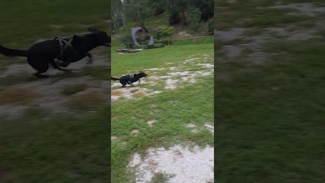 семейное утро,собака,практики — День Чудесный смотреть онлайн