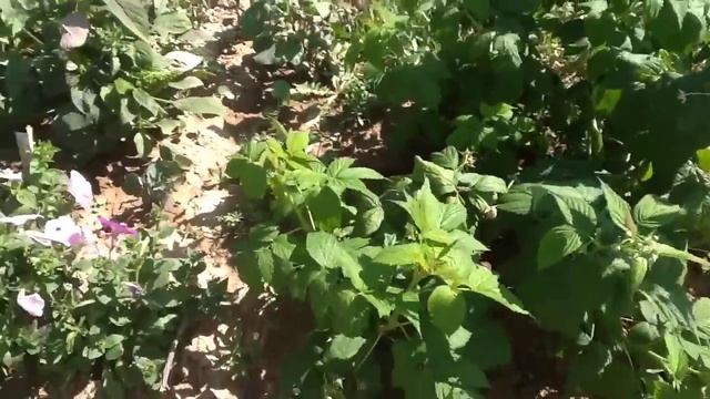 Малина сорта Полька. смотреть онлайн