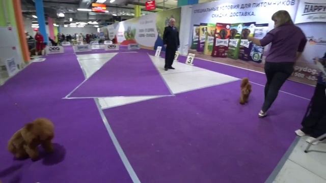 Пудели из Водевиля. Выставка. Красные тои: Лирика и Лиза. смотреть онлайн