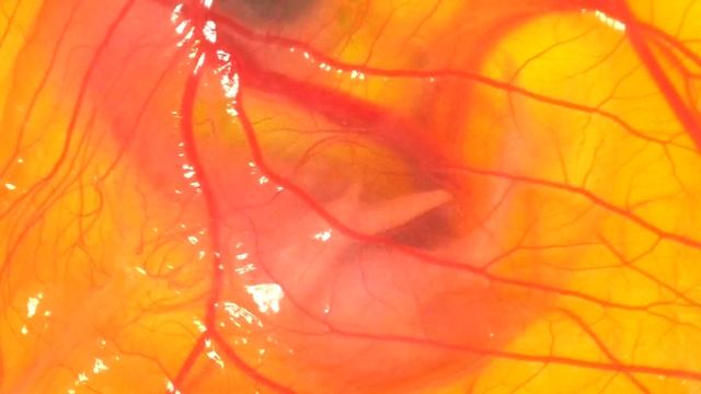 ДЕНЬ 10 - ЗАРОДЫШ ЦЫПЛЕНКА В СТАКАНЕ (открыл глаза!) смотреть онлайн