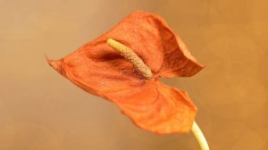 ЭКСПЕРИМЕНТ С АНТУРИУМОМ! Лист, цветок или семена-чем его размножить?