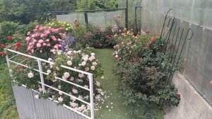 Роза  Лавендер Дрим  Lavender Dream (INTerlav) Interplant Нидерланды, 1984 Шрабы (Modern Shrub)