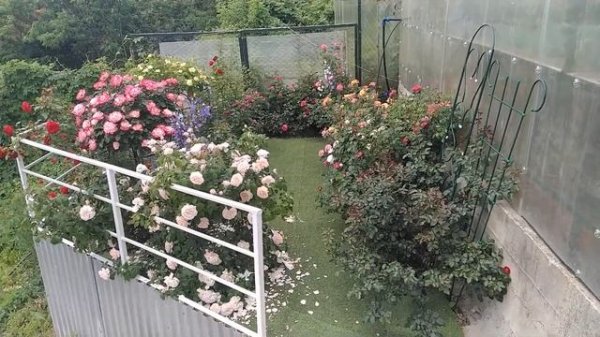 Роза  Лавендер Дрим  Lavender Dream (INTerlav) Interplant Нидерланды, 1984 Шрабы (Modern Shrub)