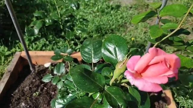Розы купленные через Валберес. Что выросло в результате. смотреть онлайн