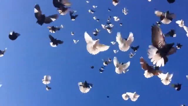 Авторская песня УТРОМ, НА РАССВЕТЕ смотреть онлайн