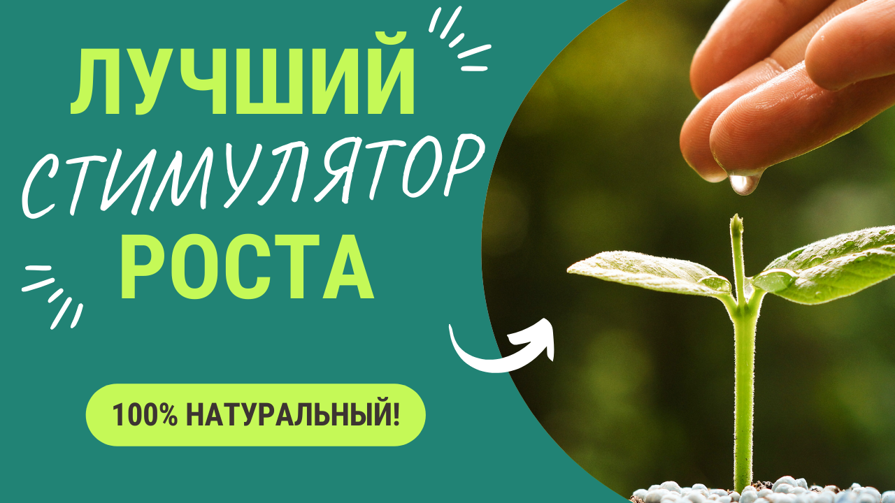 Мощнейший натуральный стимулятор роста для рассады 🌱. Рассада вмиг станет толстой и ярко-зеленой. смотреть онлайн