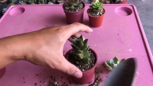 RE POTTING MY TOKEN SIZE SUCCULENTS I HubbsKORNER смотреть онлайн