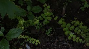 Почвопокровные растения/Вероника Поливкина