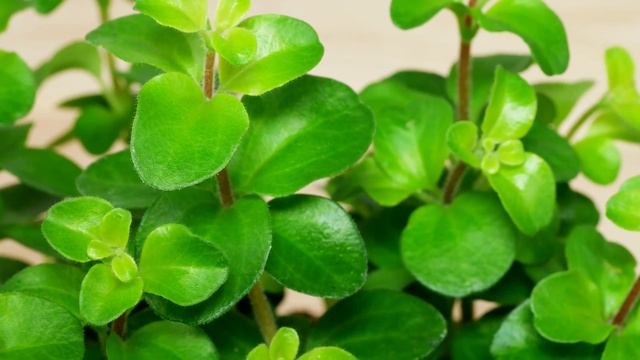 Peperomia rotundifolia / Zierpfeffer / Radiator Plant смотреть онлайн