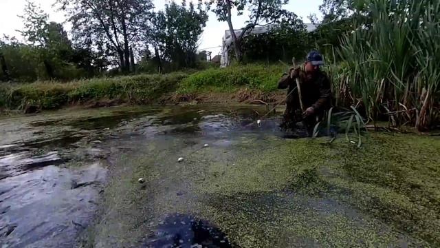 Чистим пруд от ряски, дедовским способом, заодно наловить карпов. смотреть онлайн