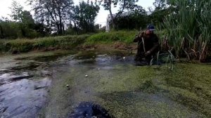 Чистим пруд от ряски, дедовским способом, заодно наловить карпов.
