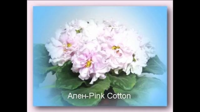 Фиалки АЛЕН ... нежные и хрупкие, как девы. смотреть онлайн