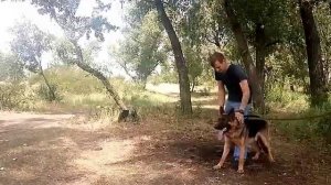 Как научить собаку защищать хозяина.(Немецкая овчарка).