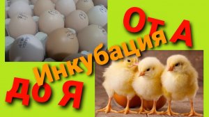 ПРАВИЛЬНАЯ инкубация бройлера и несушки. Таблица инкубации. Инкубация от А до Я