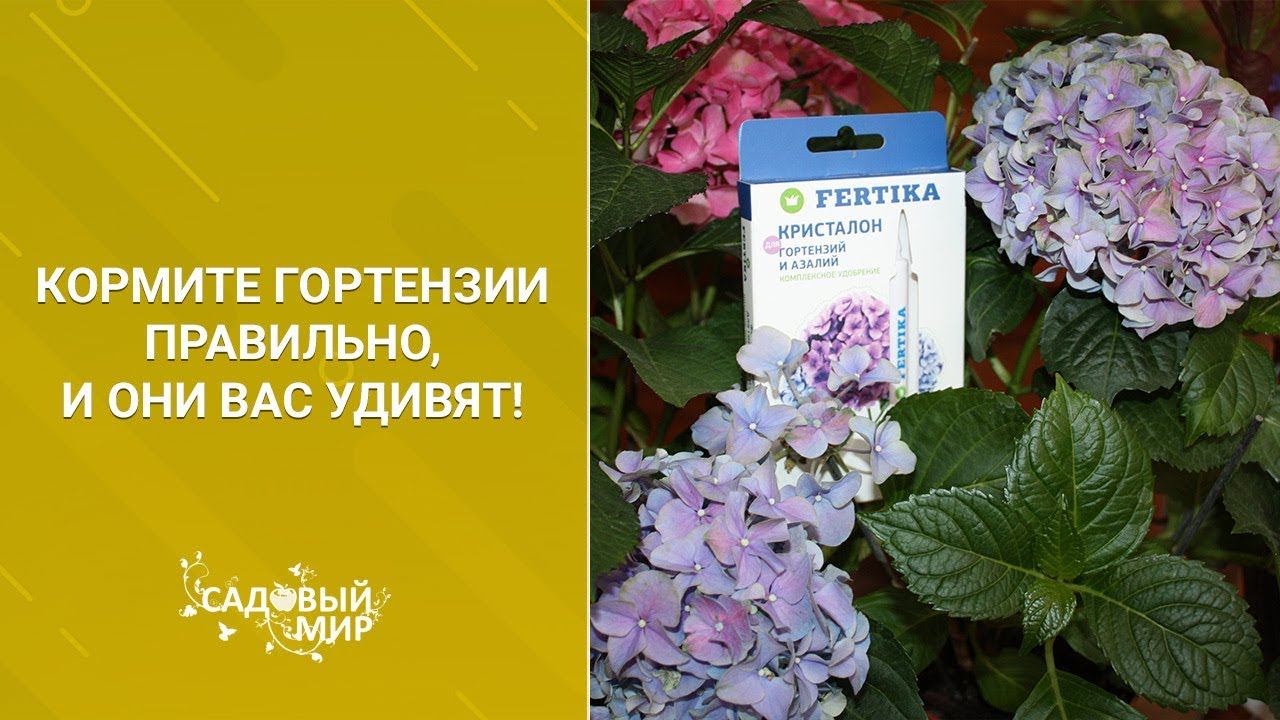 Кормите гортензии правильно и они вас удивят! смотреть онлайн