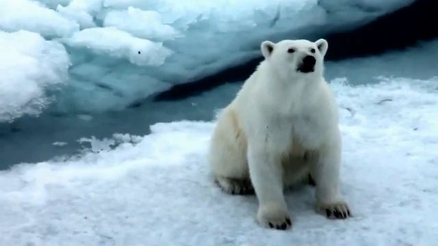 Впадают ли в Спячку Белые Медведи ? смотреть онлайн