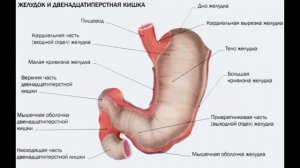 Анатомия и физиология - Лекция 65 - Функции и выделения желудка
