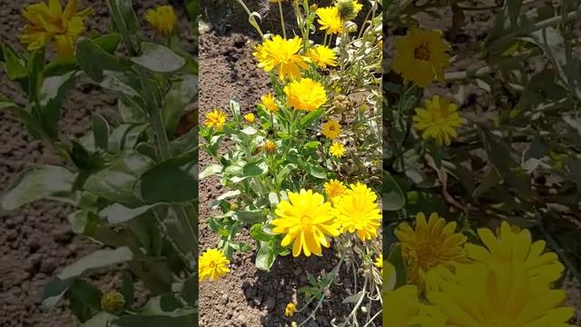 Календула??- милое желтое чудо/Просто маленькие солнышки на грядках!?/Сентябрь 2021 г. смотреть онлайн