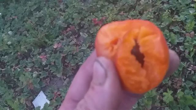 Абрикос харостар середньостиглий сорт підходить для кураги смотреть онлайн