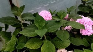 Мои ремонтантные гортензии в саду