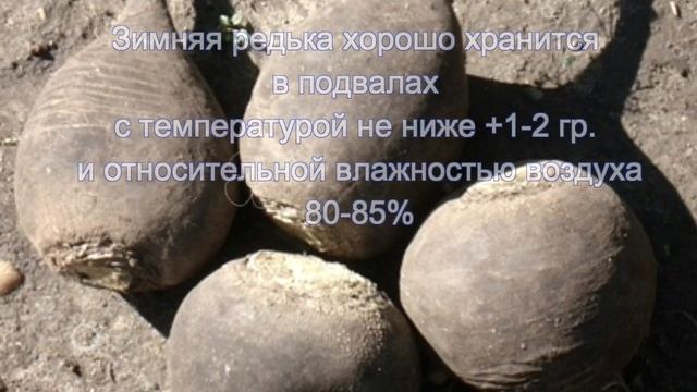 Стройка Вдохновения