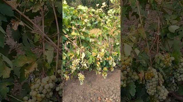 Что бывает при перегрузе кустов урожаем@Krasokhina смотреть онлайн