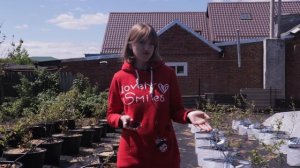 Посадка голубики в мешки. Дешевый способ