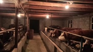 Откорм быков на мясо. Как бизнес.