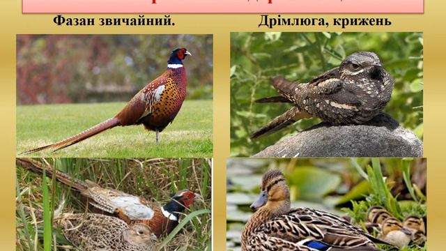 захист та напад тварин смотреть онлайн