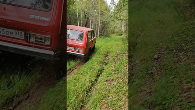 За брусникой! #брусника #нива #ягода #бурятия #2024 #shorts