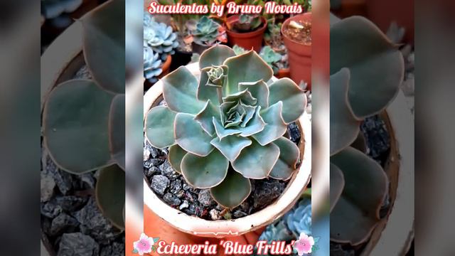 "Echeveria Blue Frills" смотреть онлайн