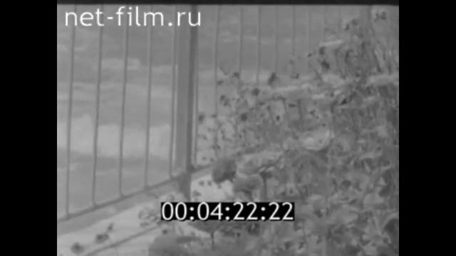 1977г. п. Береславка совхоз Волго-Дон Калачёвский район Волгоградская обл смотреть онлайн