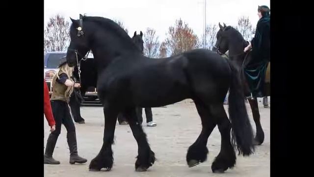 Породы красивых лошадей смотреть онлайн