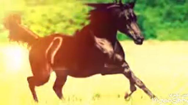 Аяталь-Курси.Слушайте каждое утро и каждую ночь смотреть онлайн