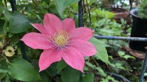 CLEMATIS LITTLE MERMAID group 1  クレマチス リトルマーメイド 旧枝咲