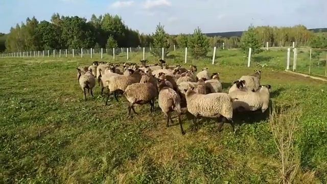Домашние животные и птицы смотреть онлайн