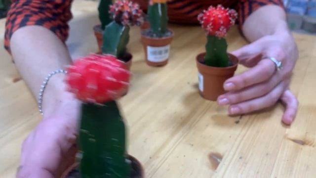 Гимнокалициум японский - необычный цветной кактус | Как правильно ухаживать