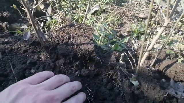 Бирючина Часть 2, как садить, ухаживать, поливать, обрезать и окучивать. Живая изгородь смотреть онлайн