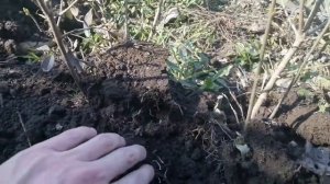 Бирючина Часть 2, как садить, ухаживать, поливать, обрезать и окучивать. Живая изгородь