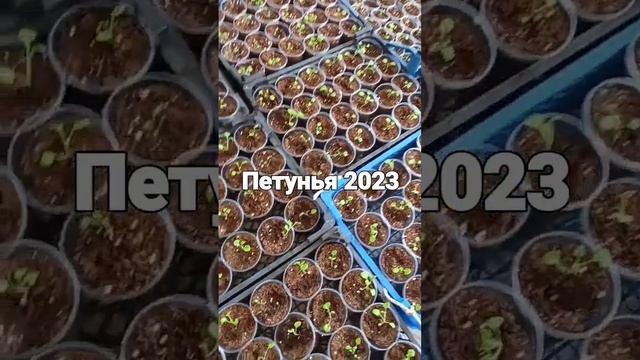 Петунья ампельная Лавина. смотреть онлайн