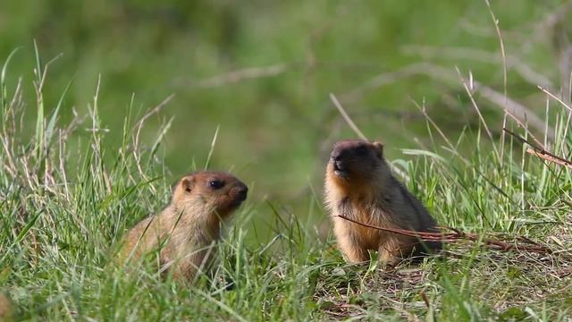 Сурки-байбаки (The Bobak-Marmot) смотреть онлайн