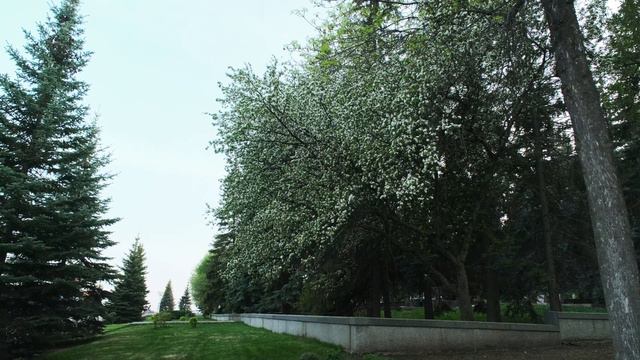 Уфа.Май 2021. Цветы весны смотреть онлайн