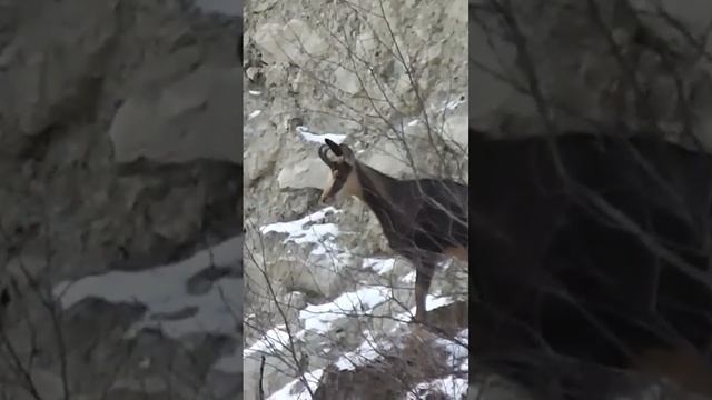 Серна в горах Осетии смотреть онлайн