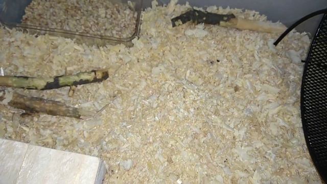 ЧТО НАХОДИТСЯ В КОНТЕЙНЕРЕ У СИРИЙСКОГО ХОМЯКА? смотреть онлайн