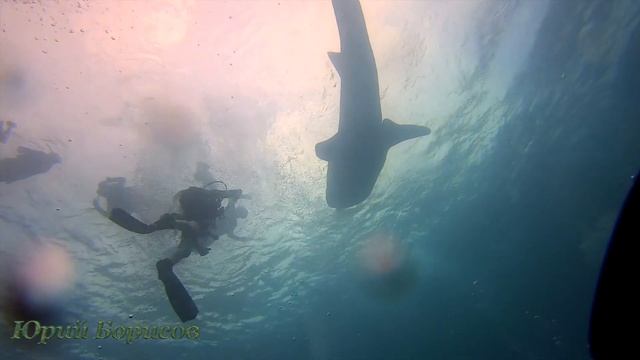 КИТОВАЯ АКУЛА FUL HD